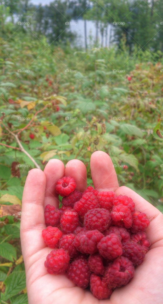 raspberries 