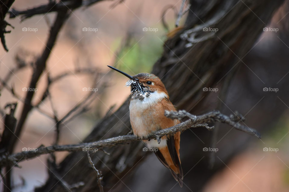 Bird, Wildlife, No Person, Nature, Outdoors