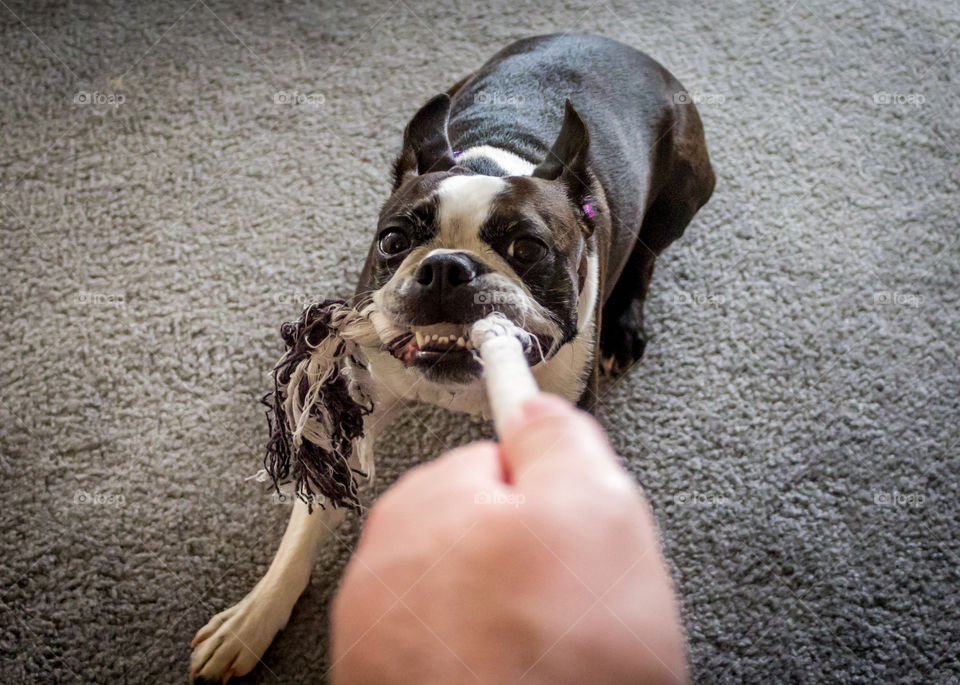 Dog tugging rope toy