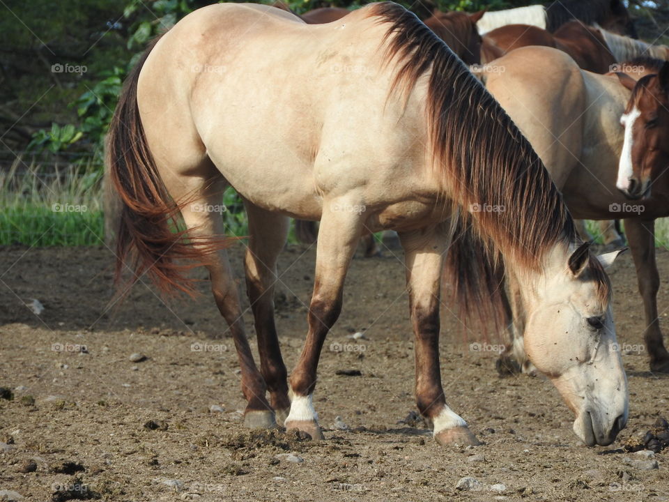 majestic horses 