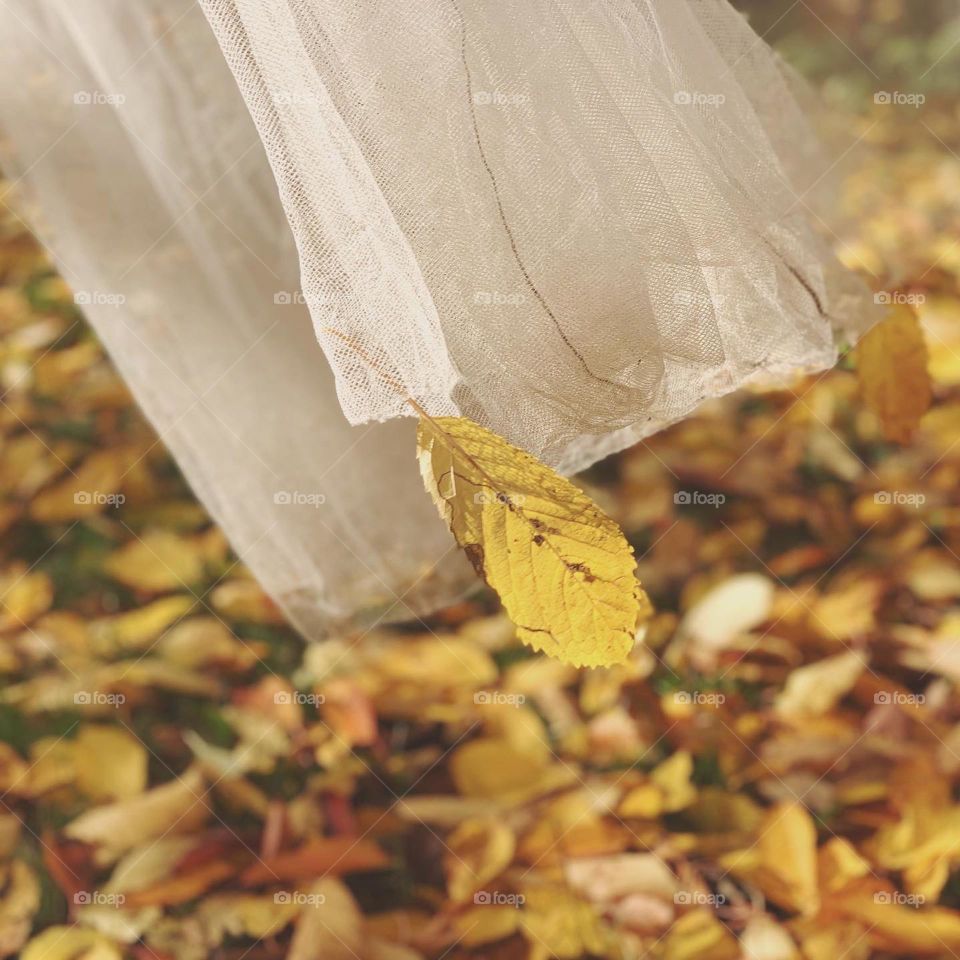 Yellow leaves on the ground underneath the laces 