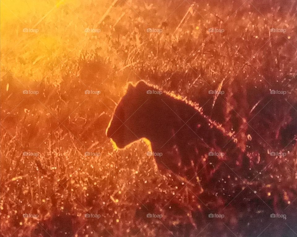 Be autentic: Cat-astrofy