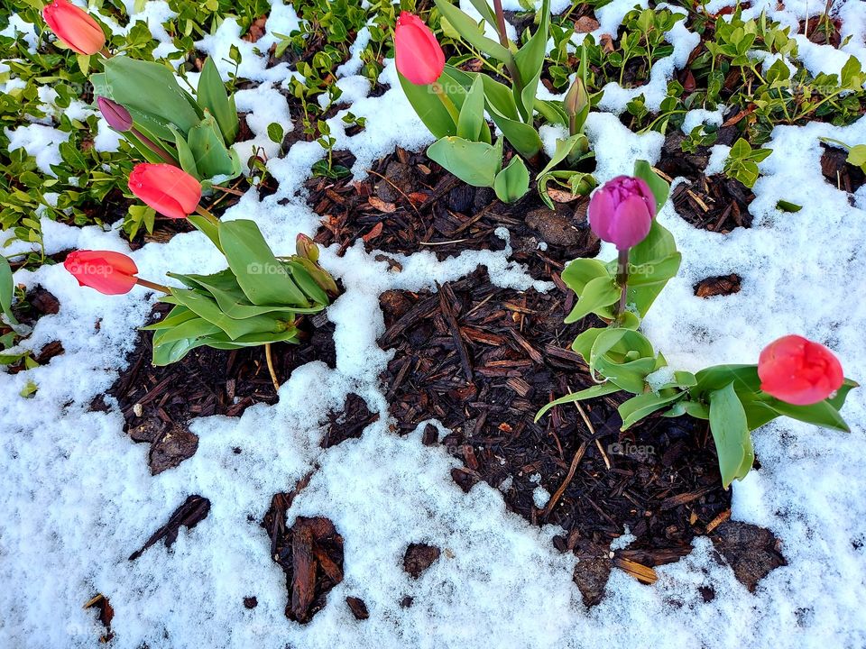 Spring Tulips