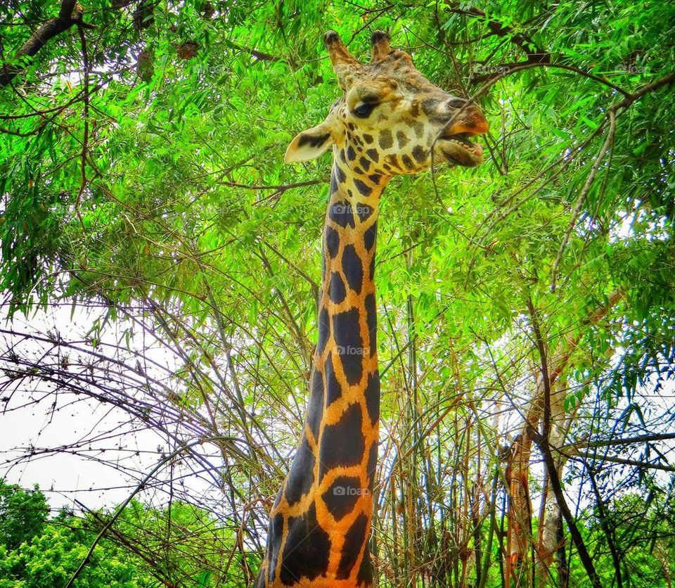 giraffe