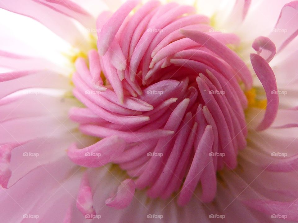 pink daisy
