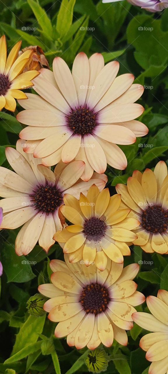 chrysanthemum