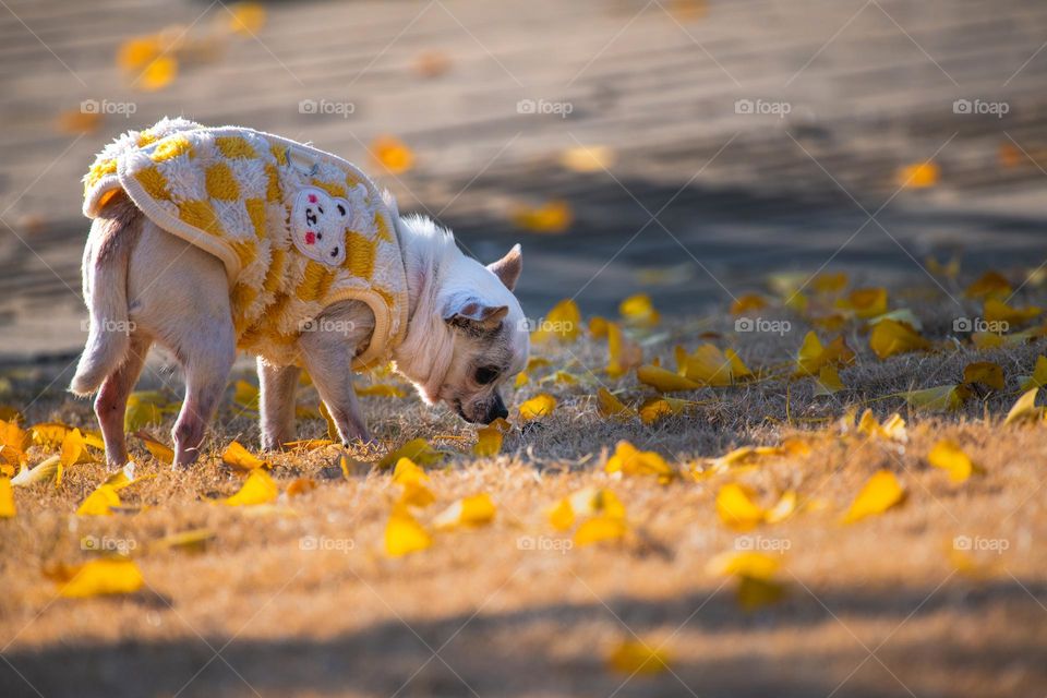 The dog is playing around with leaves in Winter.