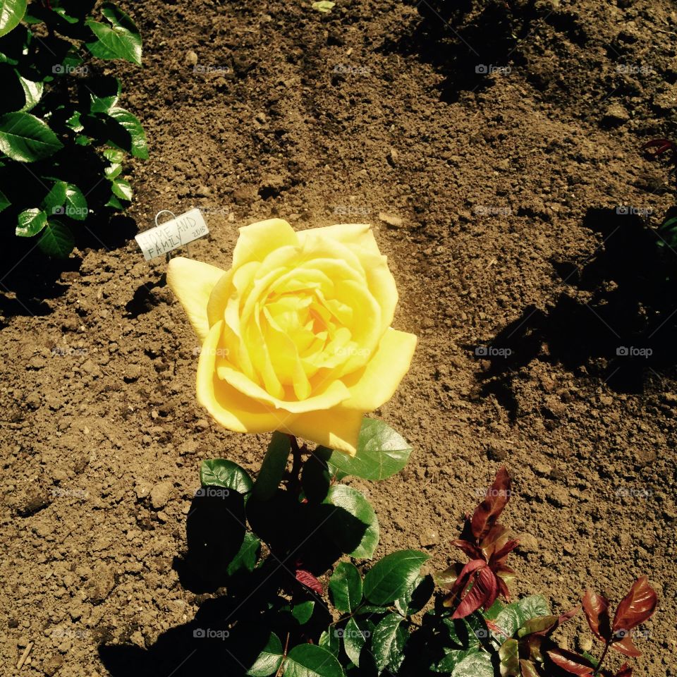 Yellow rose