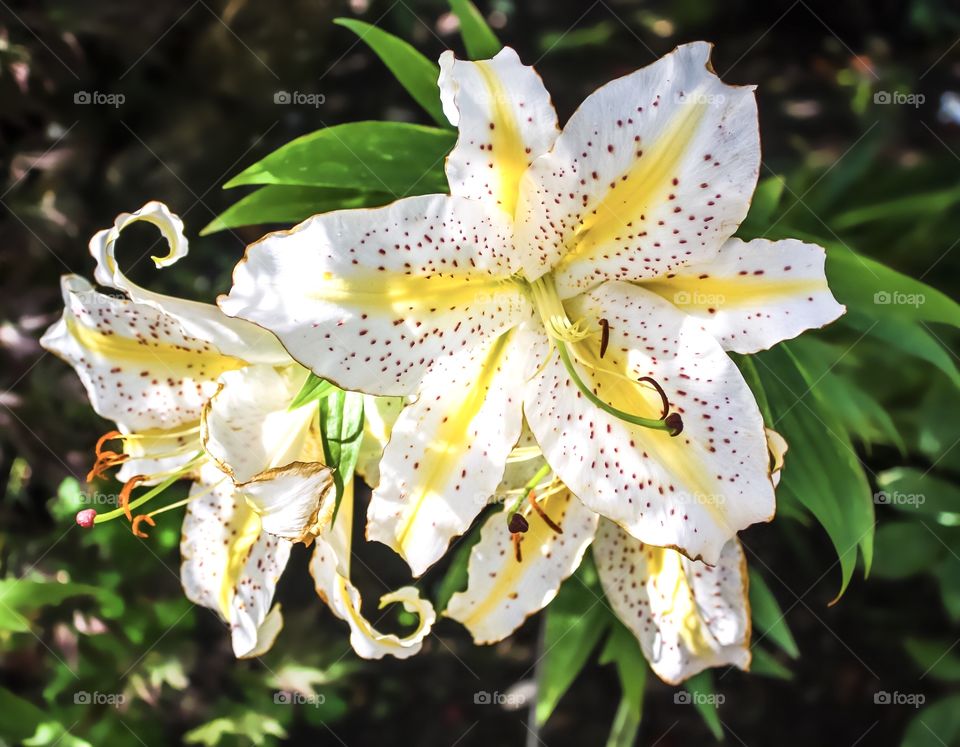 Gold Band Lily is a sweetly scented flower with yellow bands and brown freckles 