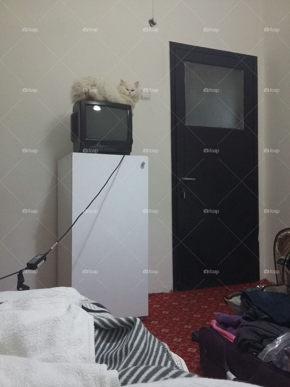 Cat on top of TV