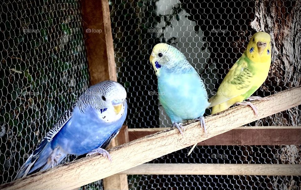 Colorful parakeets to amuse the kids. And isn't it that grandpa Lili took great care in the nursery to make his grandchildren happy? /Periquitos coloridos para divertir a criançada. E não é que o vovô Lili caprichou no viveiro, para alegrar os netos?