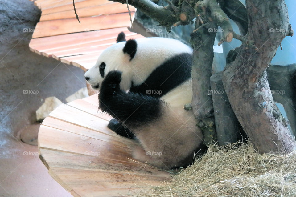 Giant Panda in Ouwehands Zoo Rhenen in Holland
