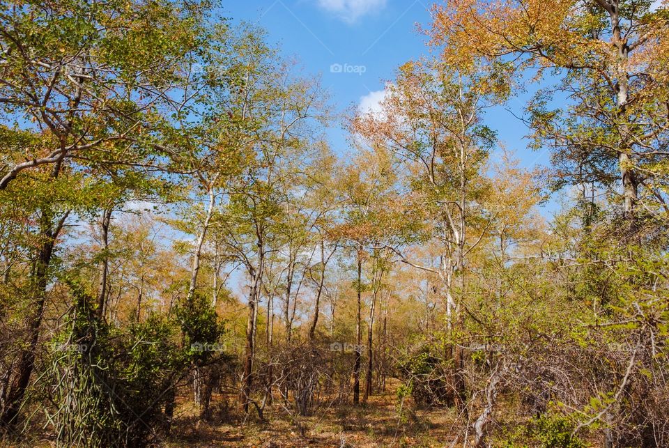 colourful forest nature 