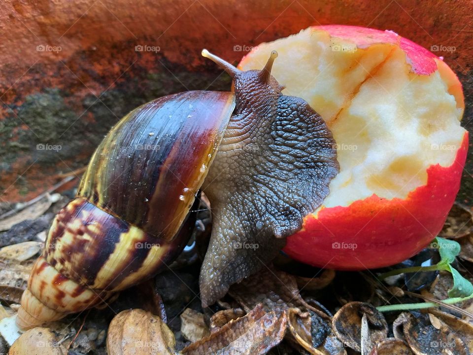 big snail are eatting apple. animal in nature.