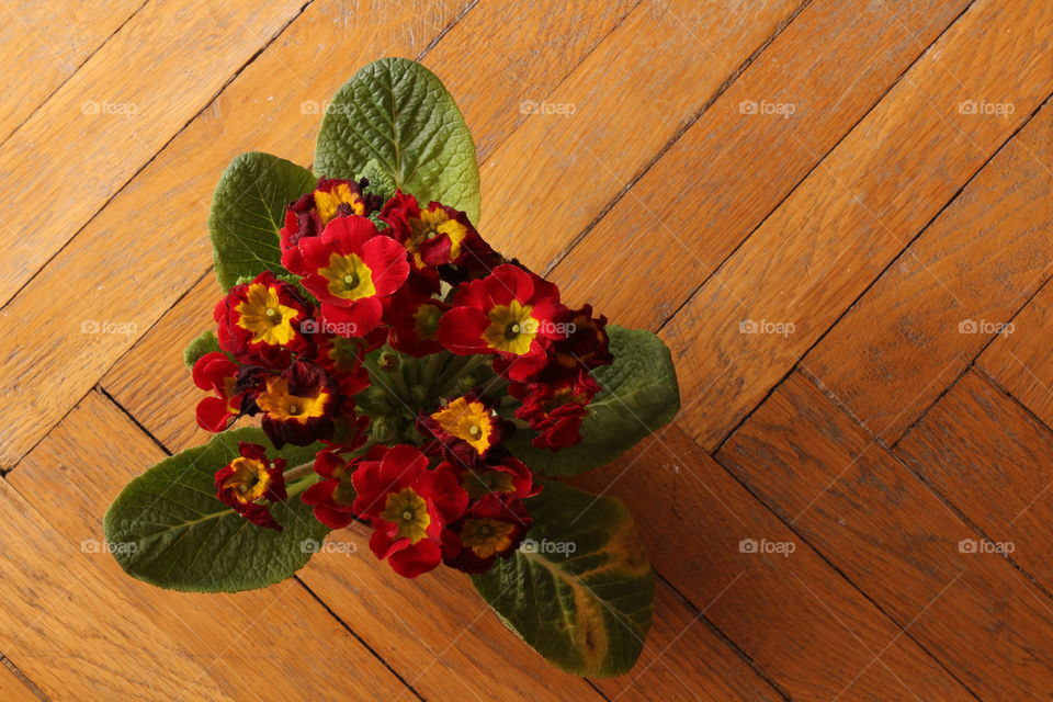 Red roses on wooden surface