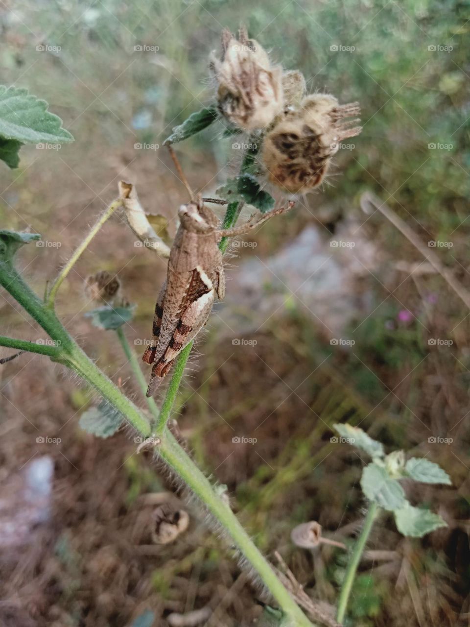 ravarma VanguvO / Grasshopper / Catantopinae /  Brown Grasshopper / Rufous Legged Grasshopper