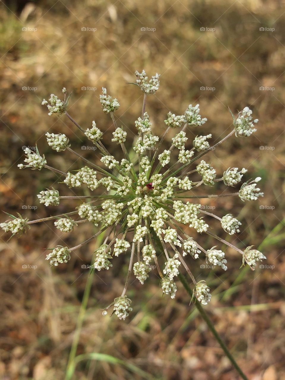 plants flower