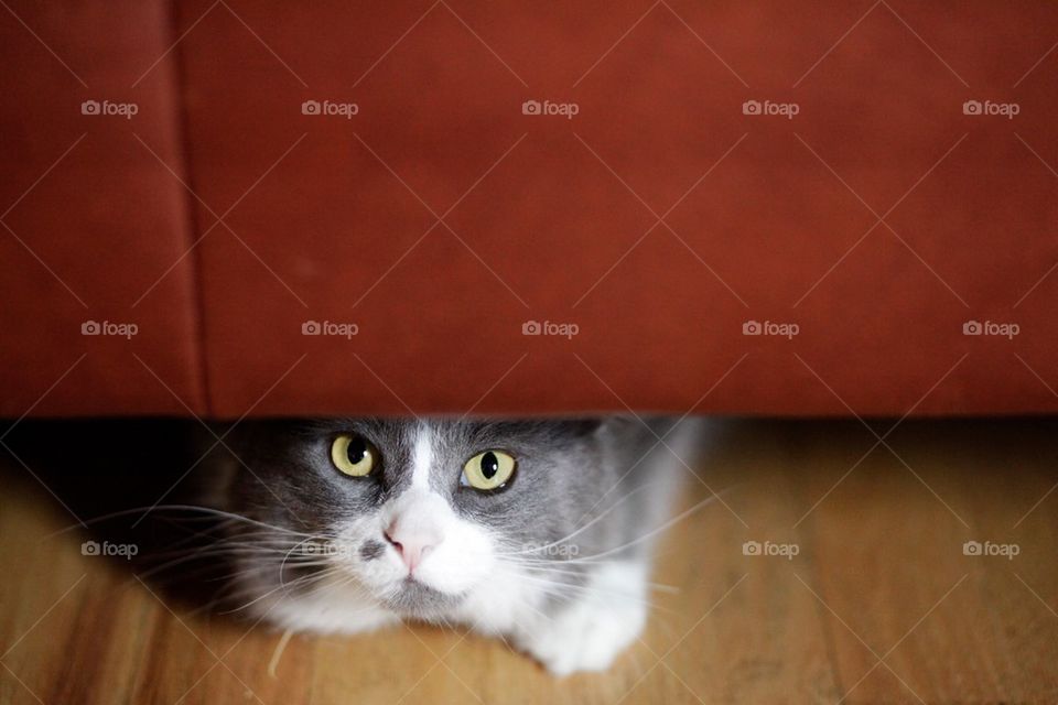 Cat under couch