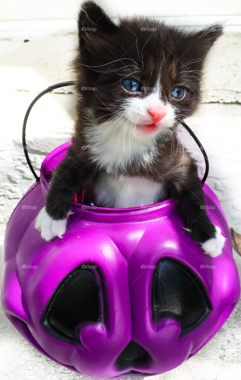 Kitten in a Purple Pumkin basket