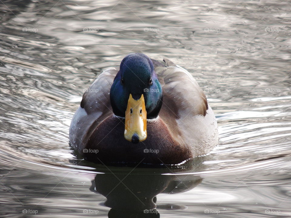 Mallard