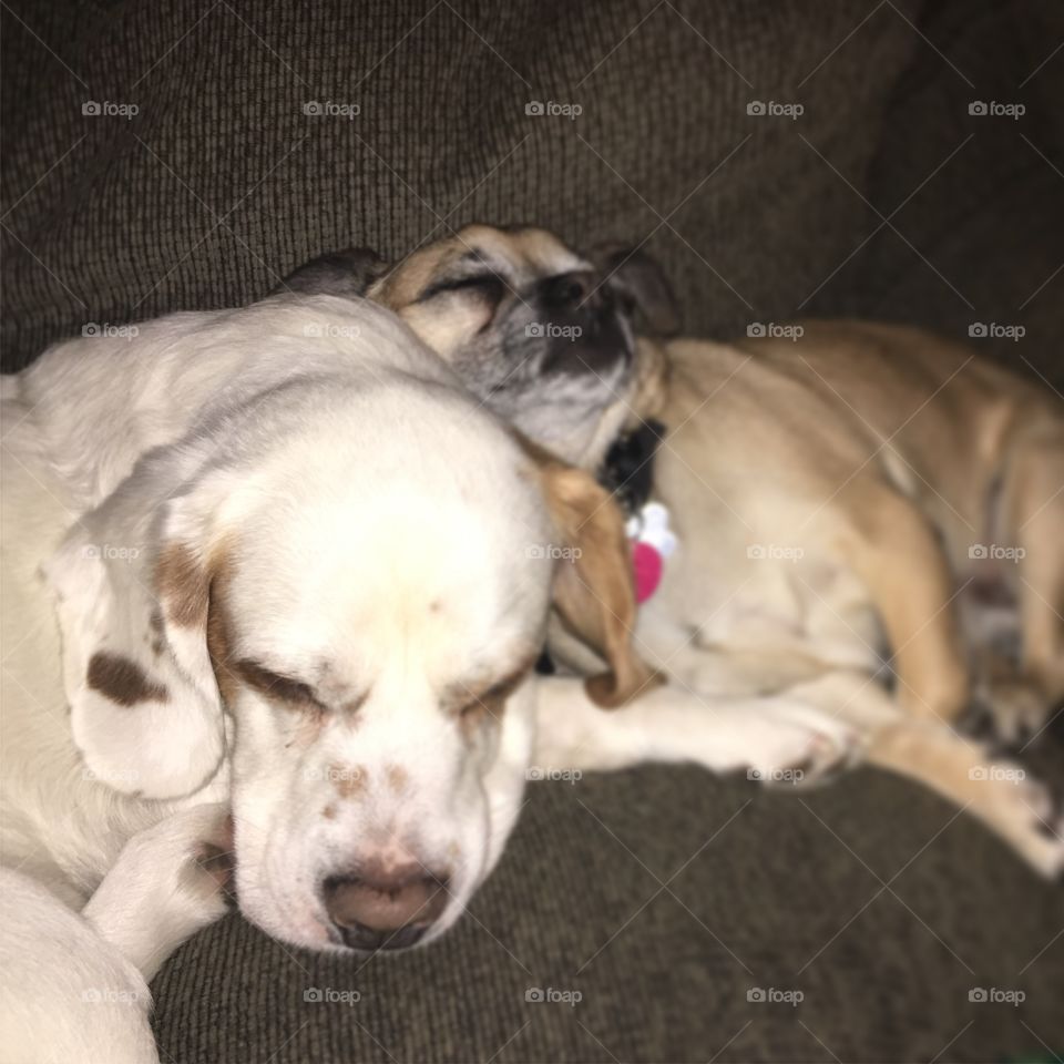 And they called it puppy love 