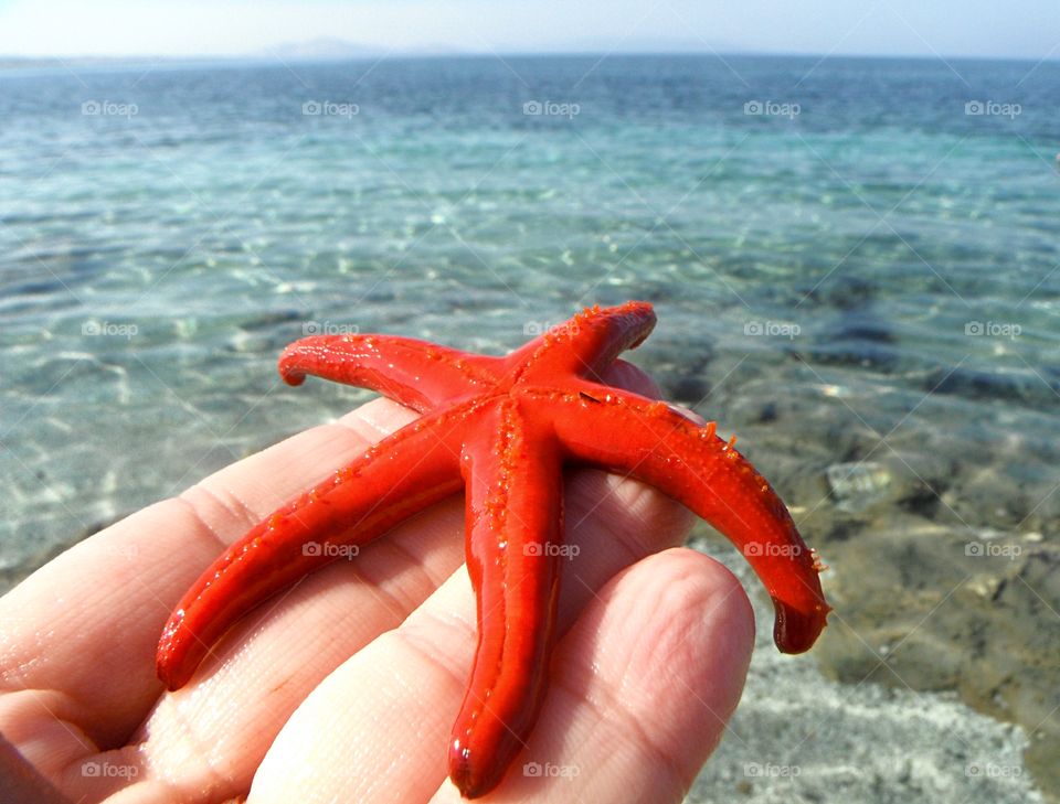colored starfish in the hand, in front of sea
