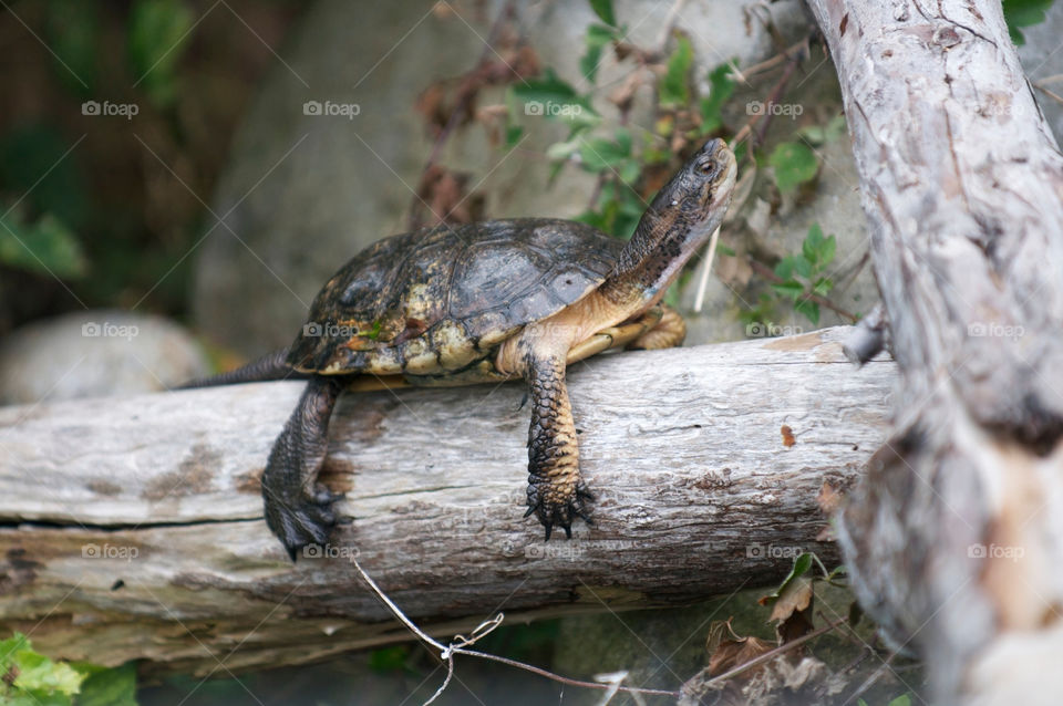 sleeping animal cute reptile by stephenkirsh