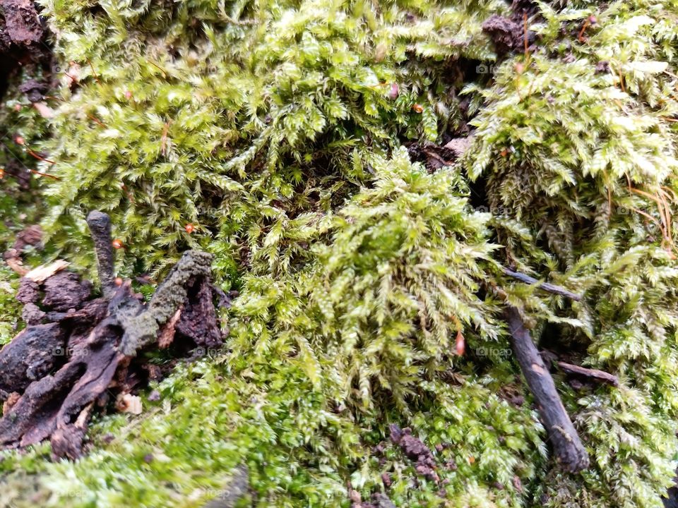 Прекрасното творение на природата