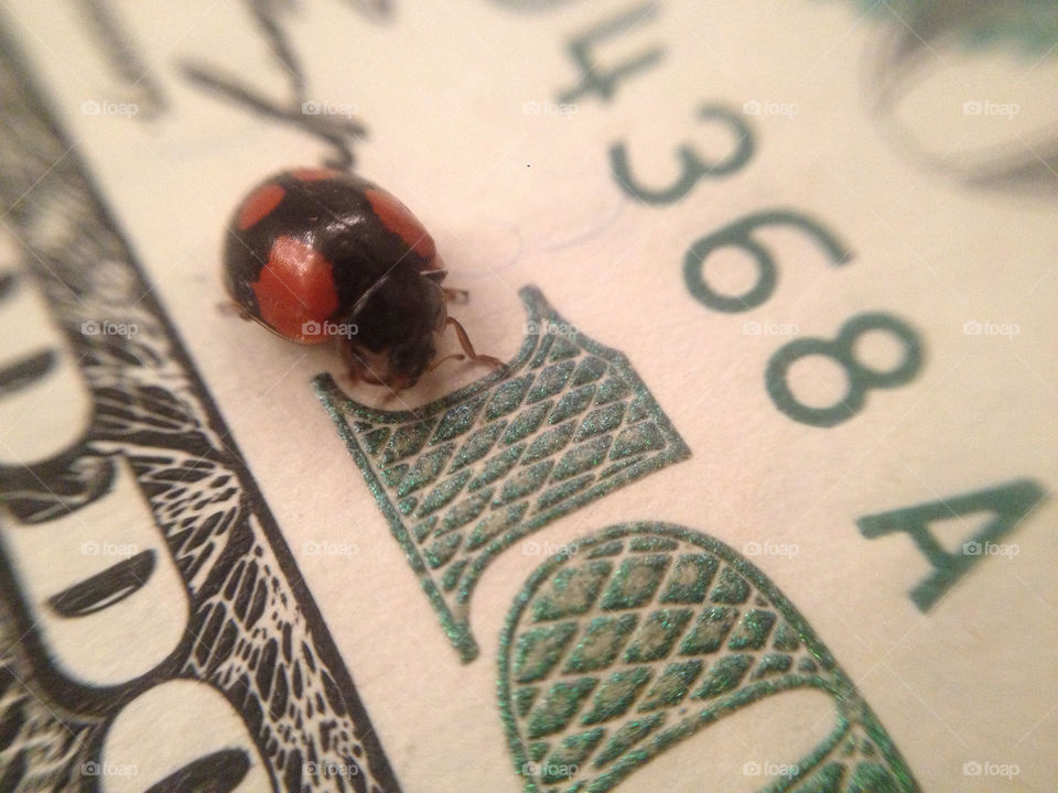 ladybug dollar dollars franklin by vsusov