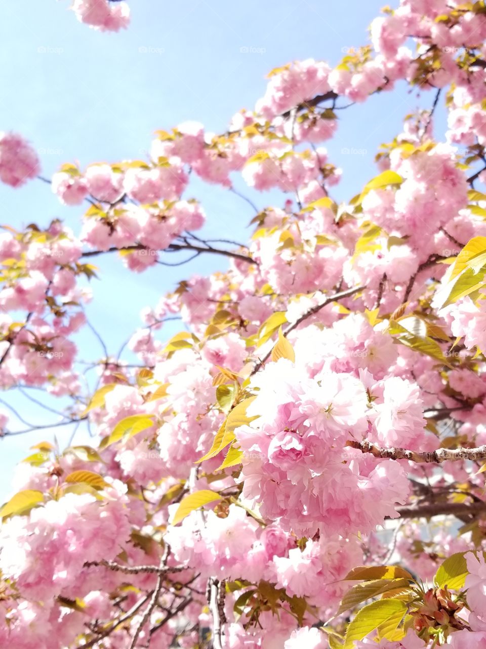 Kanzan flowering cherry tree in full bloom.