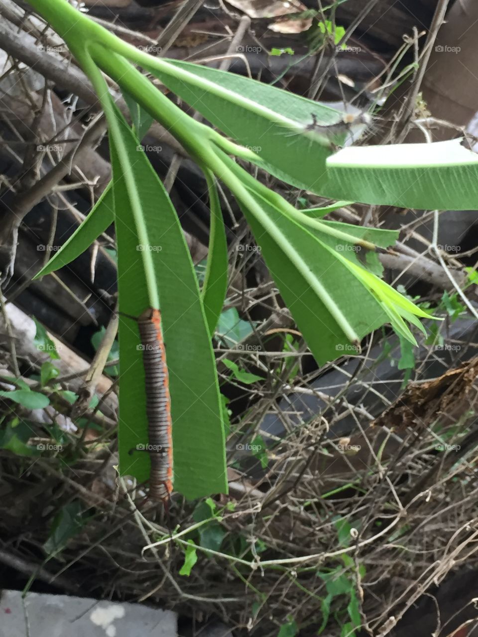 Insects in leaf side happily 