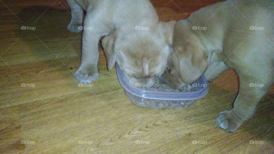hungry pup's