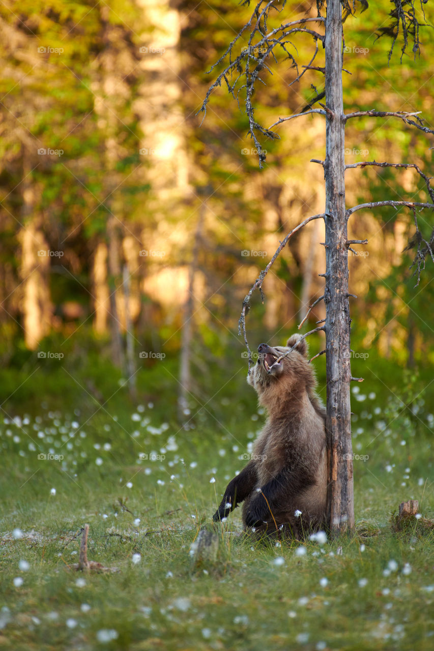 Brown bear cub chewing dry snag branch on swamp in North-Eastern Finland in evening light at the end of the June 2018.