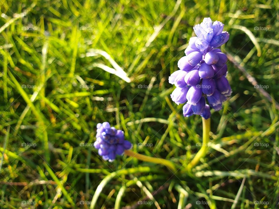 a portrait of two blue grape hyacinth flowers standing in the grass of a lawn of a garden.