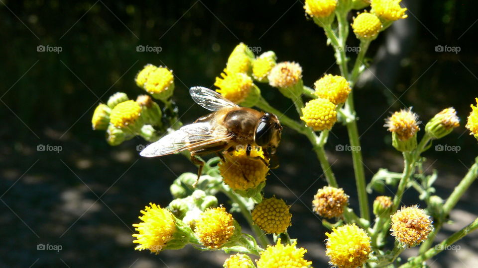 Insekt auf einer Blume