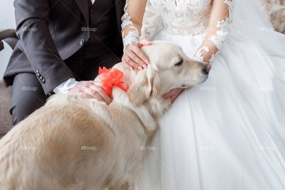 A white labrador in the arms of the bride