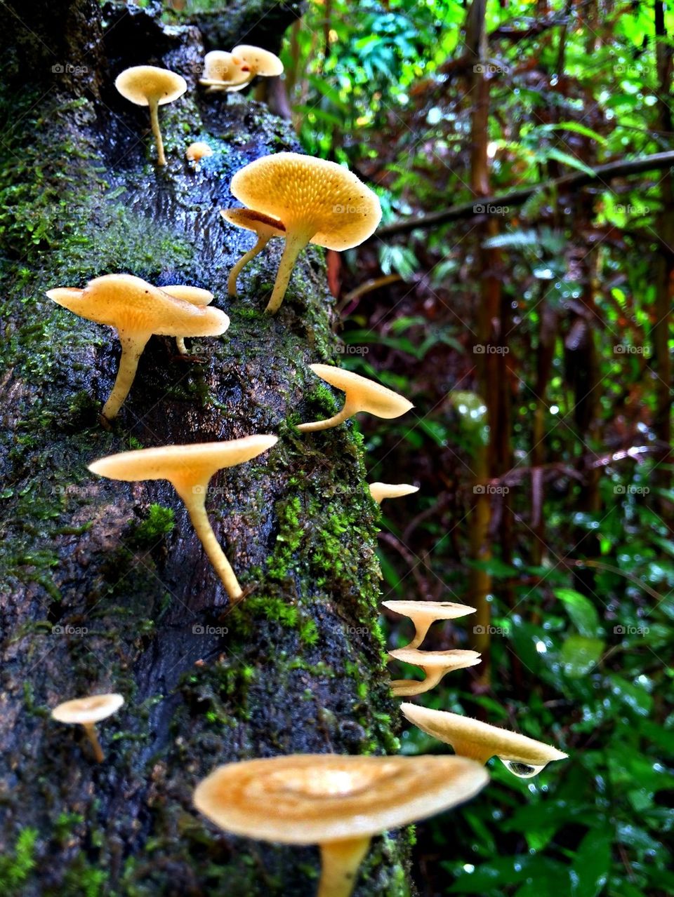 Mushrooms..