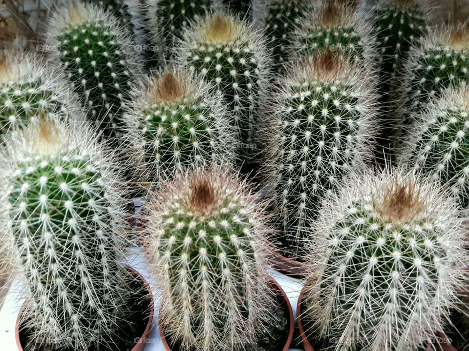 many identical cacti in horticulture market