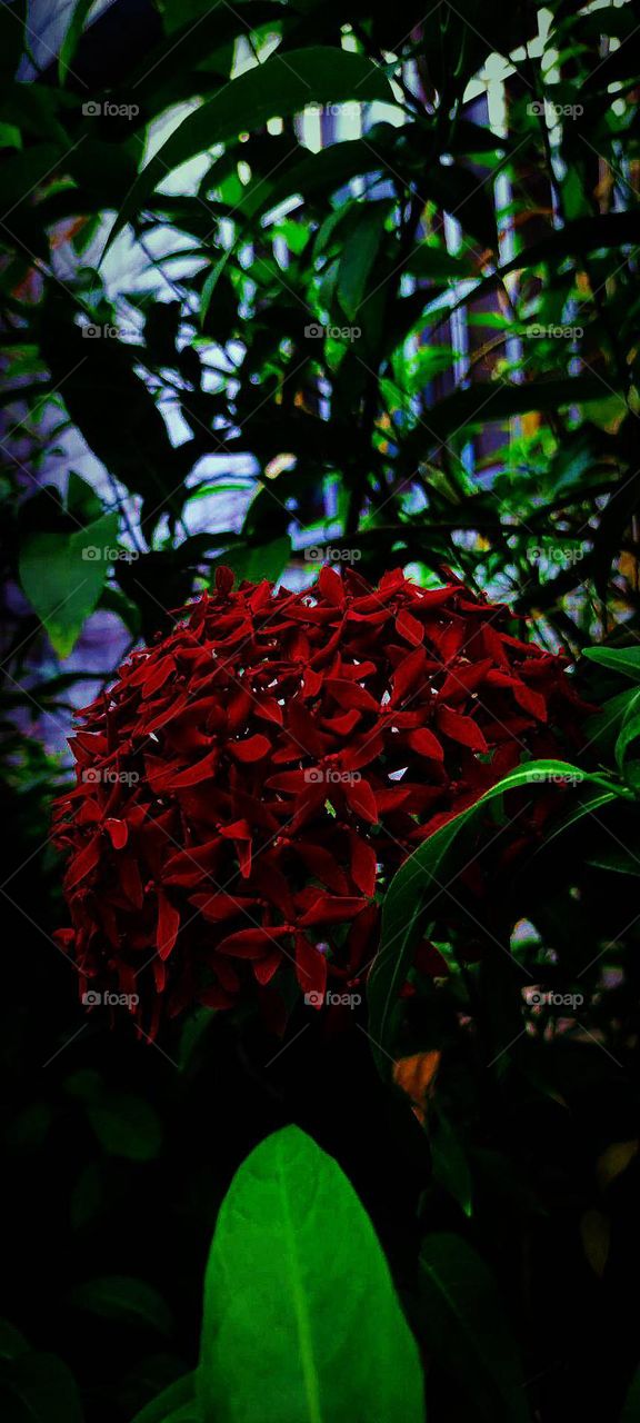 Red flower in the dark corner