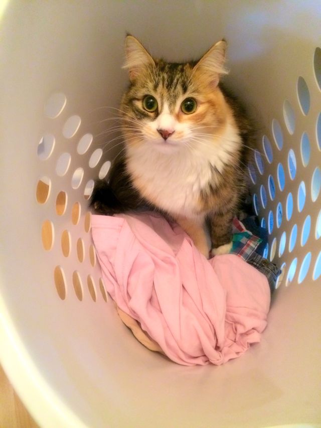 Basket cat 