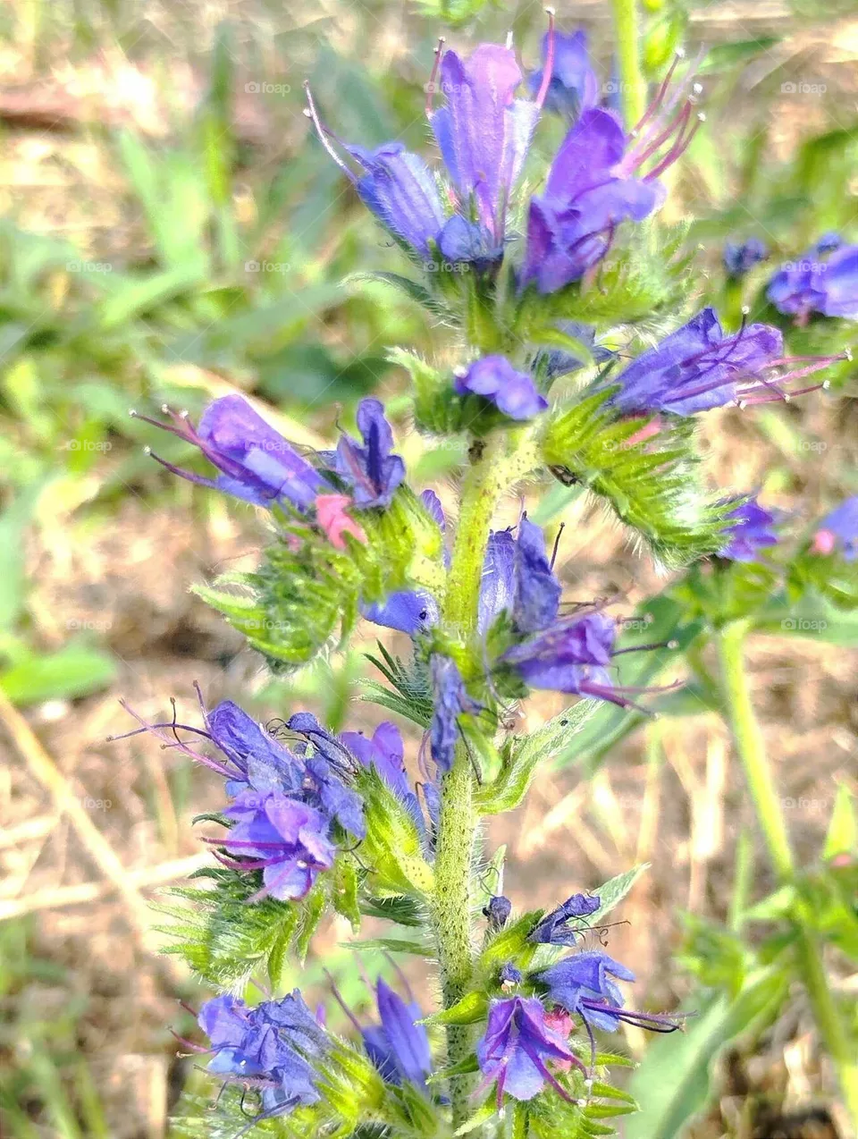 Flower