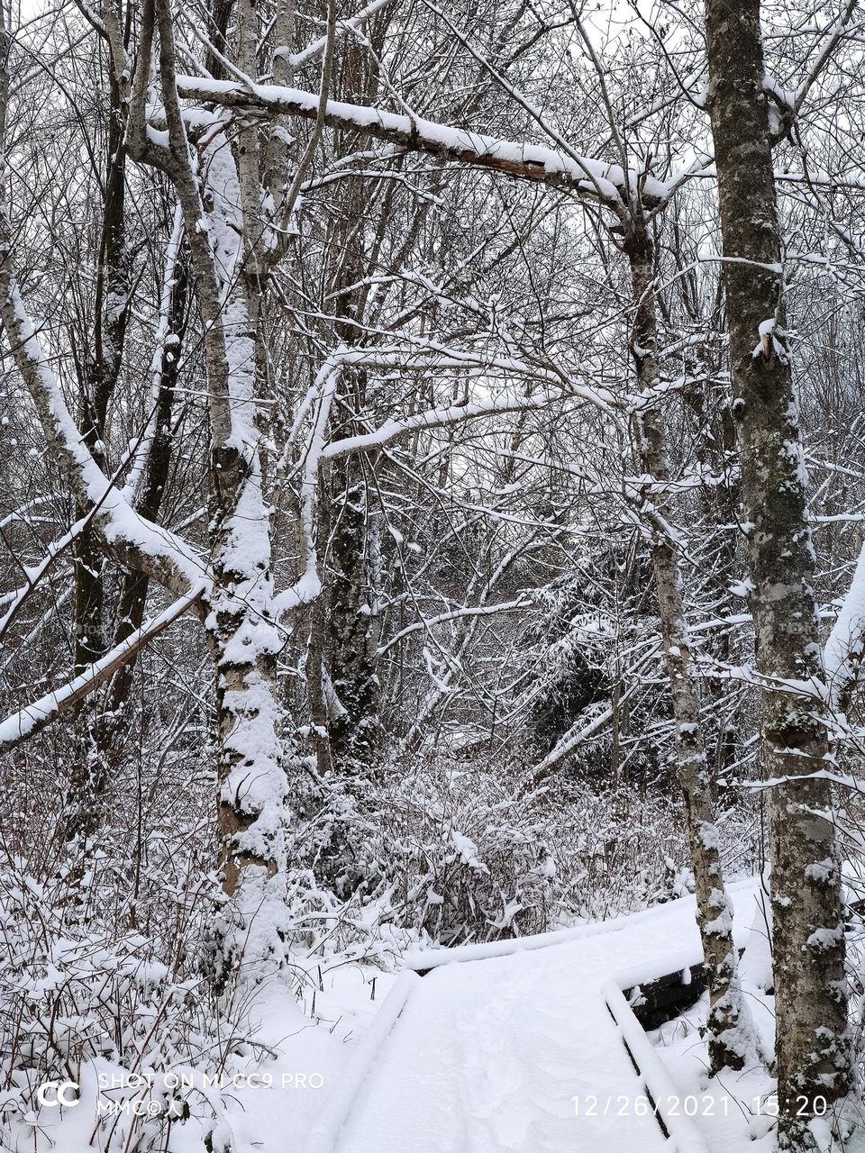 trees and forest series