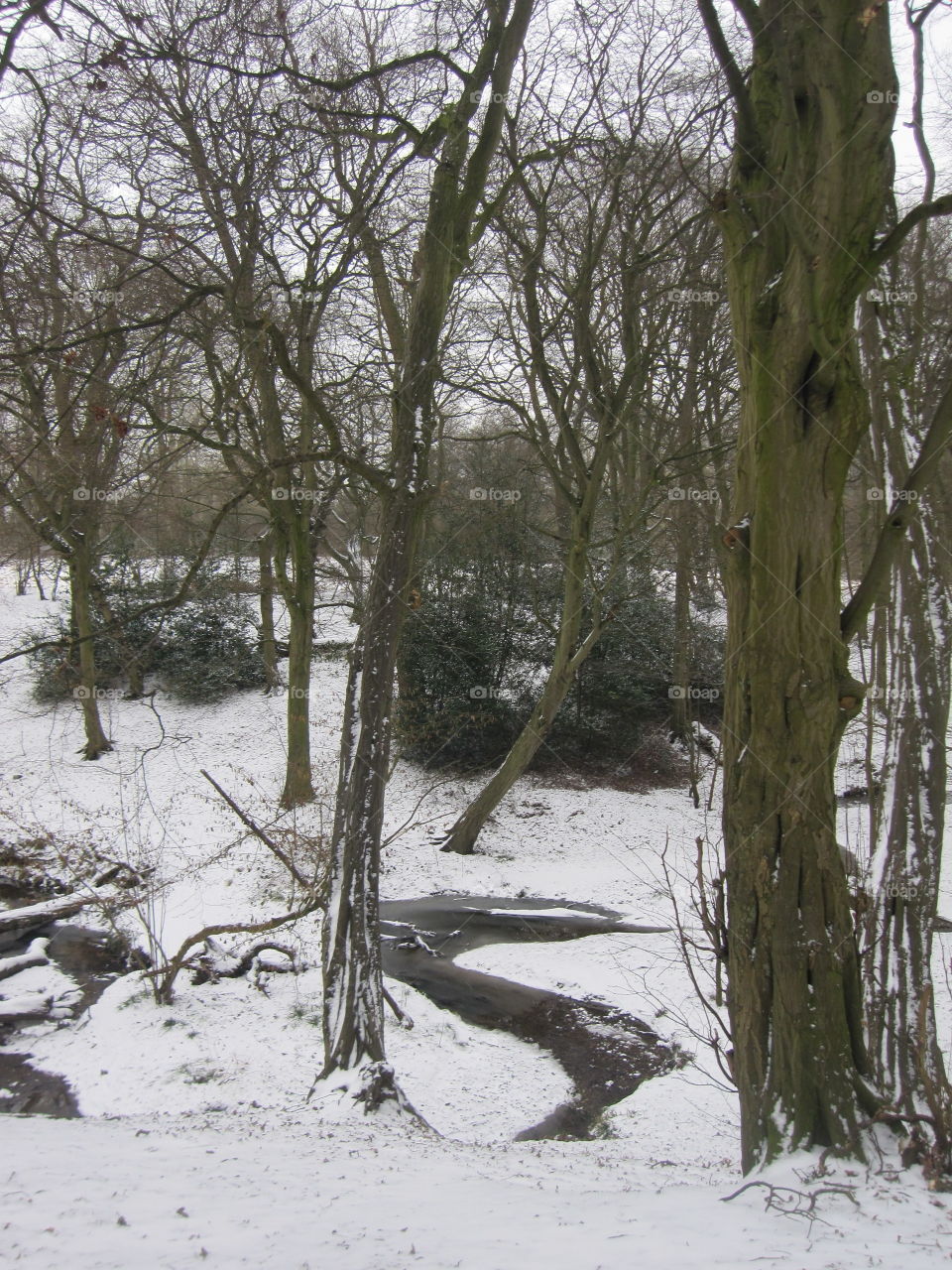 Tree, Landscape, Nature, Wood, No Person