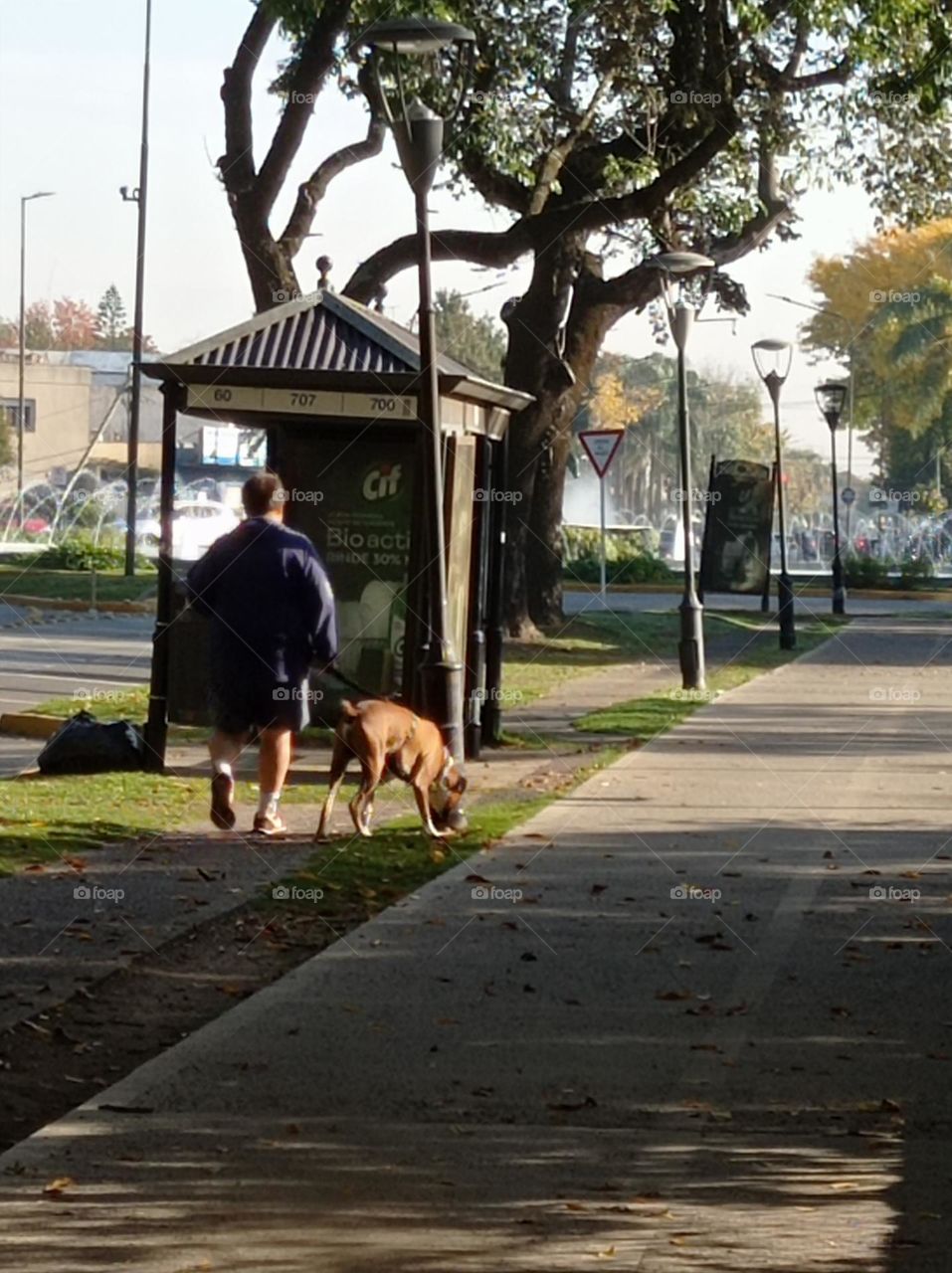 boxer takes his daddy for a walk / El boxer lleva su papá a caminar