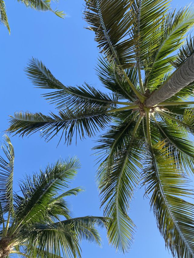 Palmeras