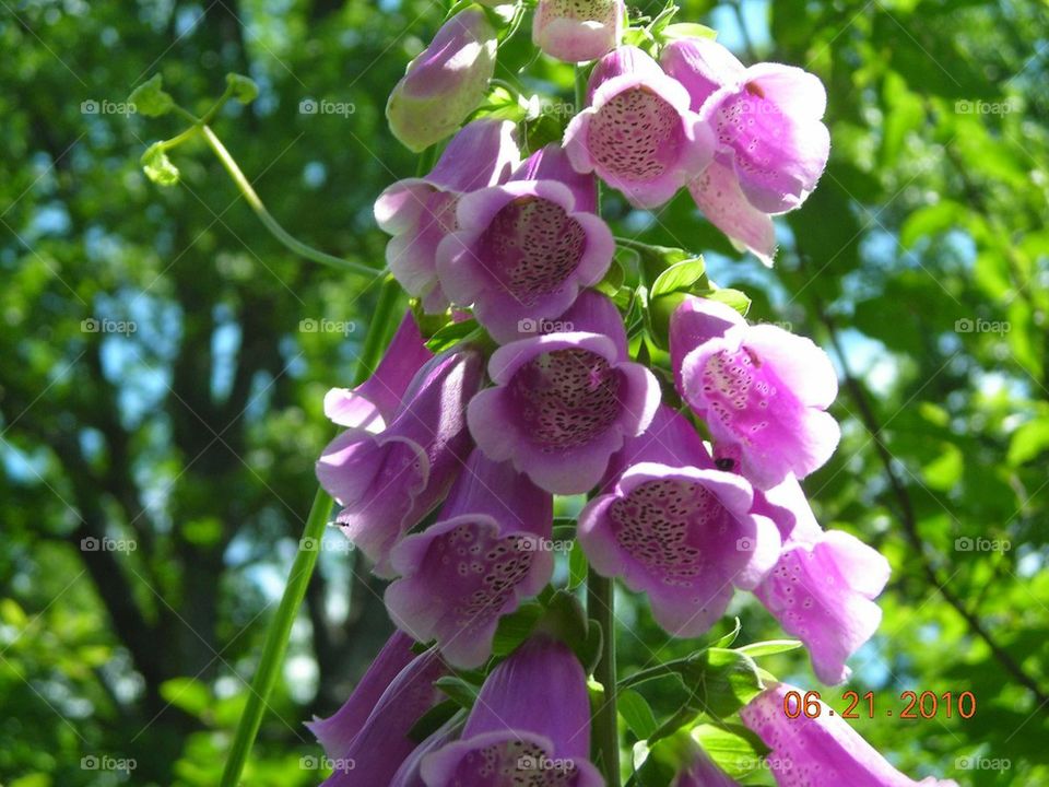 foxgloves flowers