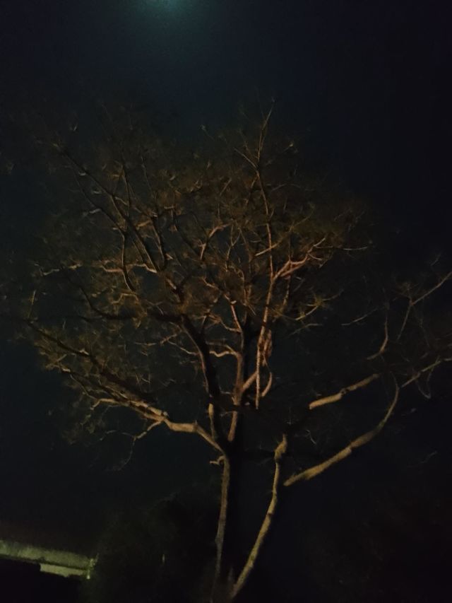 tree in night click