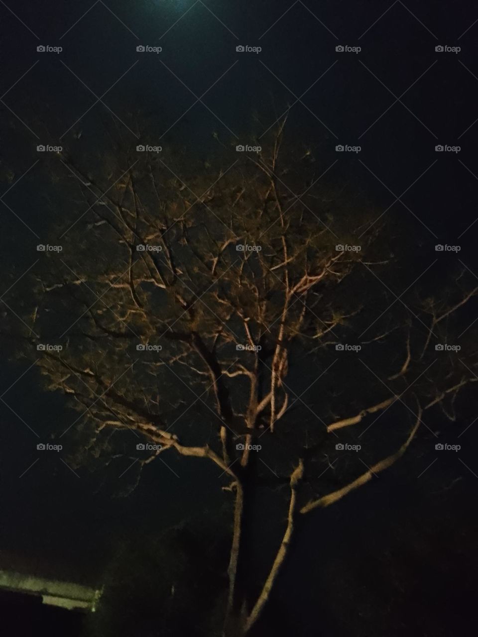 tree in night click