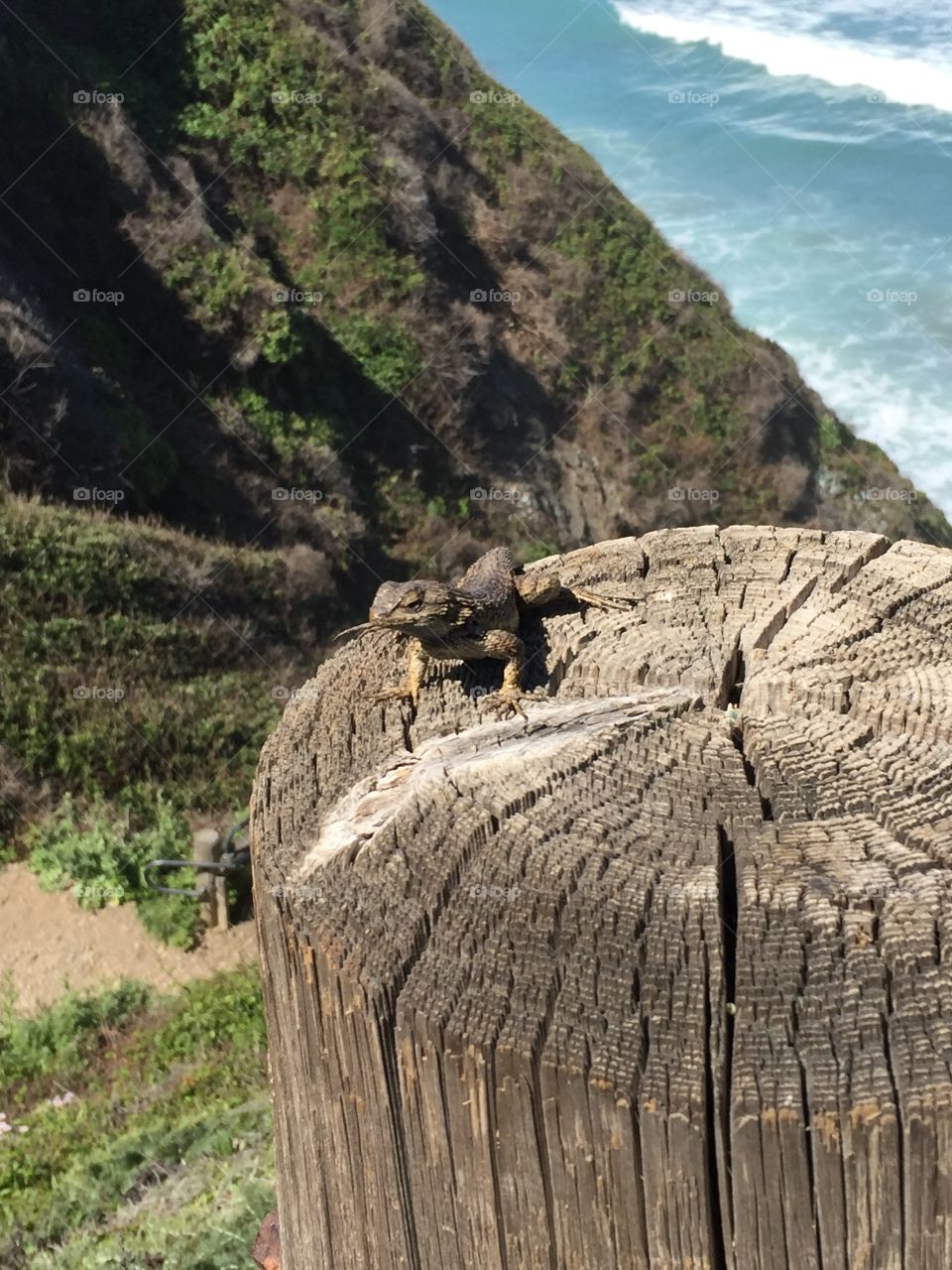 Lizard on a tree stump