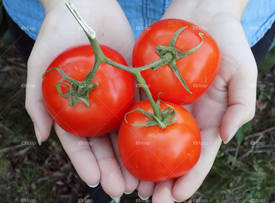 Hand holding tomatoes